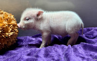 Mini Pot Belly Pig