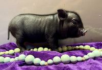 Mini Pot Belly Pig
