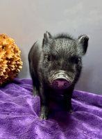 Mini Pot Belly Pig