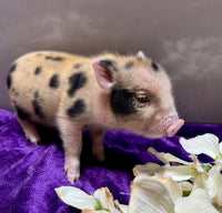 Mini Pot Belly Pig