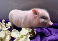 Mini Pot Belly Pig