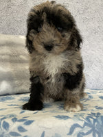 Mini Sheepadoodle