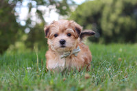 Morkie