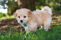 Morkie