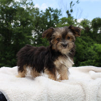 Morkie