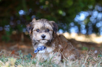 Morkie