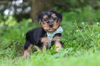 Morkie