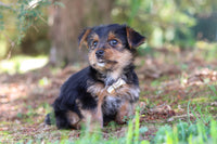 Morkie