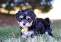 Morkie