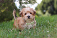  Morkie
