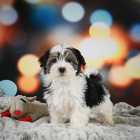 Morkie