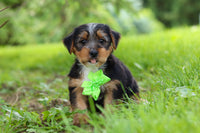 Morkie