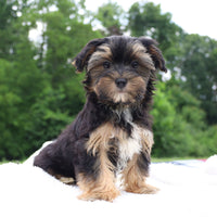 Morkie