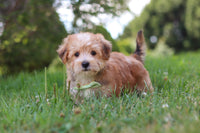  Morkie