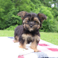 Morkie