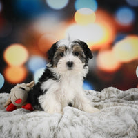 Morkie