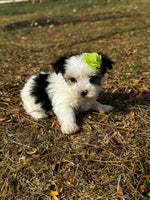  Morkie