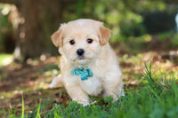 Morkie