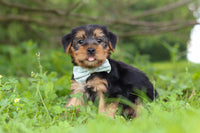 Morkie