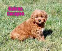 Malena Female F1 Cavapoo $700
