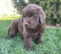 Newfoundland