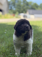 Newfoundland