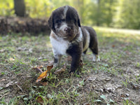 Newfoundland Aussie Mix