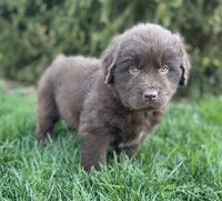 Newfoundland