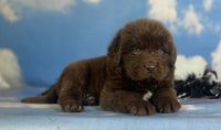 Newfoundland