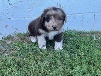 Newfoundland Aussie Mix