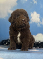 Newfoundland