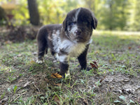 Newfoundland Aussie Mix