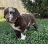 Newfoundland