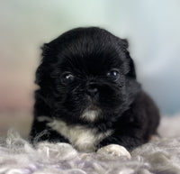 Pekingese