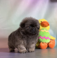 Pekingese
