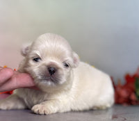 Pekingese