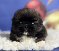 Pekingese