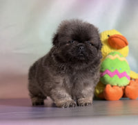 Pekingese