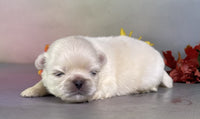 Pekingese