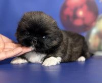 Pekingese