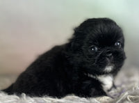 Pekingese