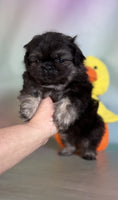 Pekingese