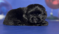 Pekingese