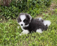 Pomeranian