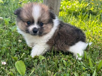 Pomeranian
