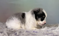 Pomeranian
