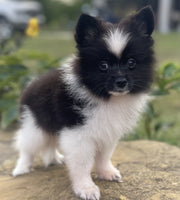 Pomeranian