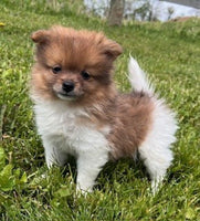 Pomeranian