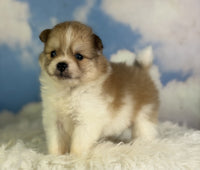 Pomeranian 