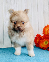 Pomeranian